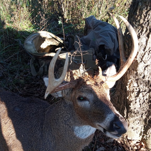 Meet your Posher, Ricky - Picture 1 of 1